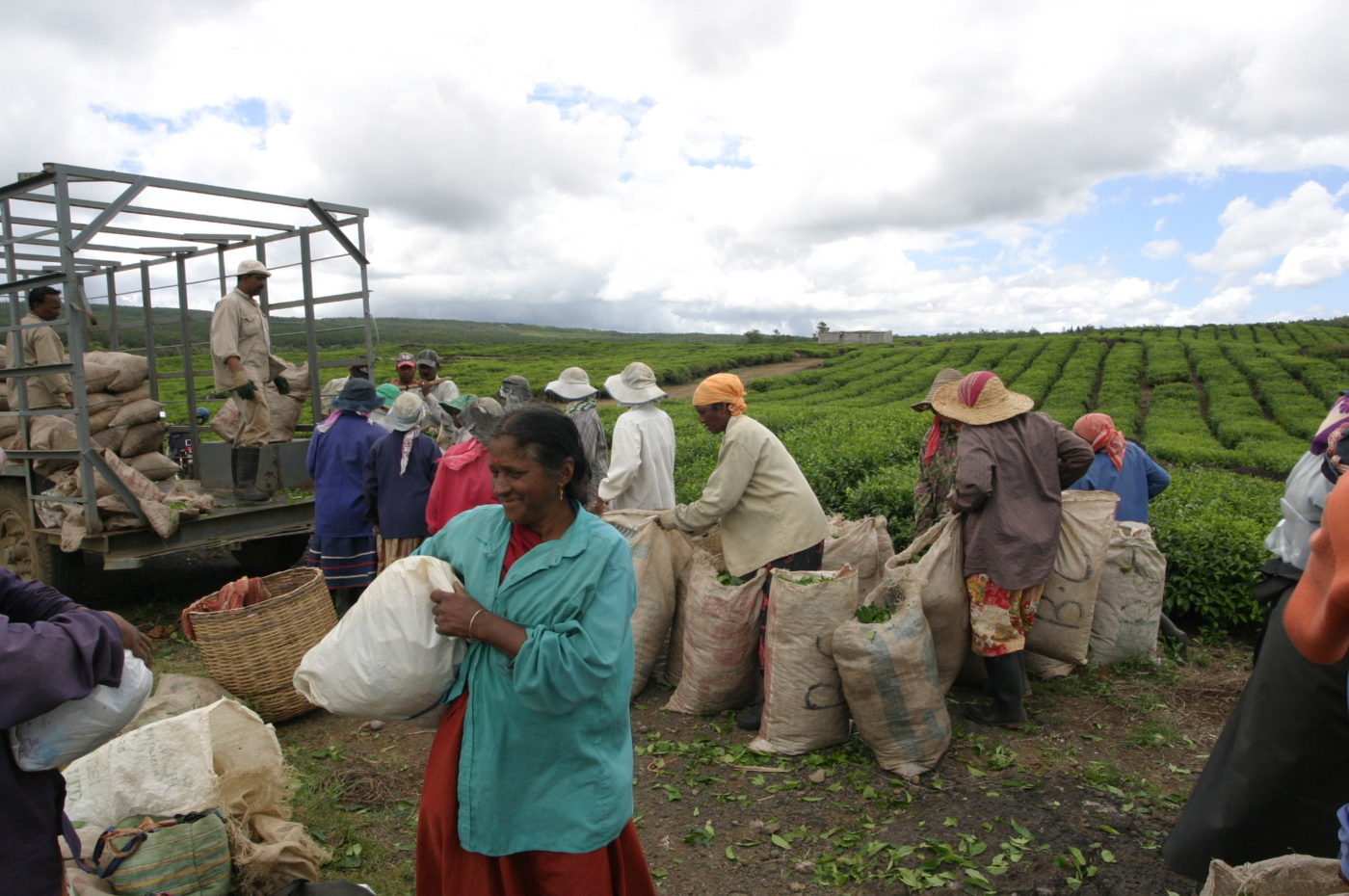 Piantagioni di tè nell'isola di Mauritius