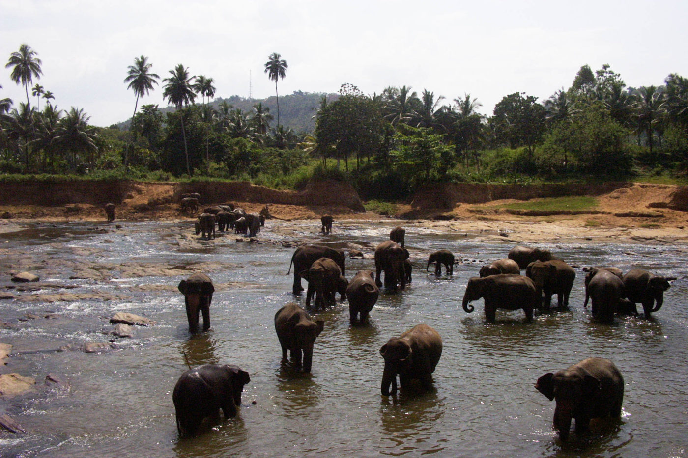 Sri Lanka Pinnawala orfanotrofio degli elefanti