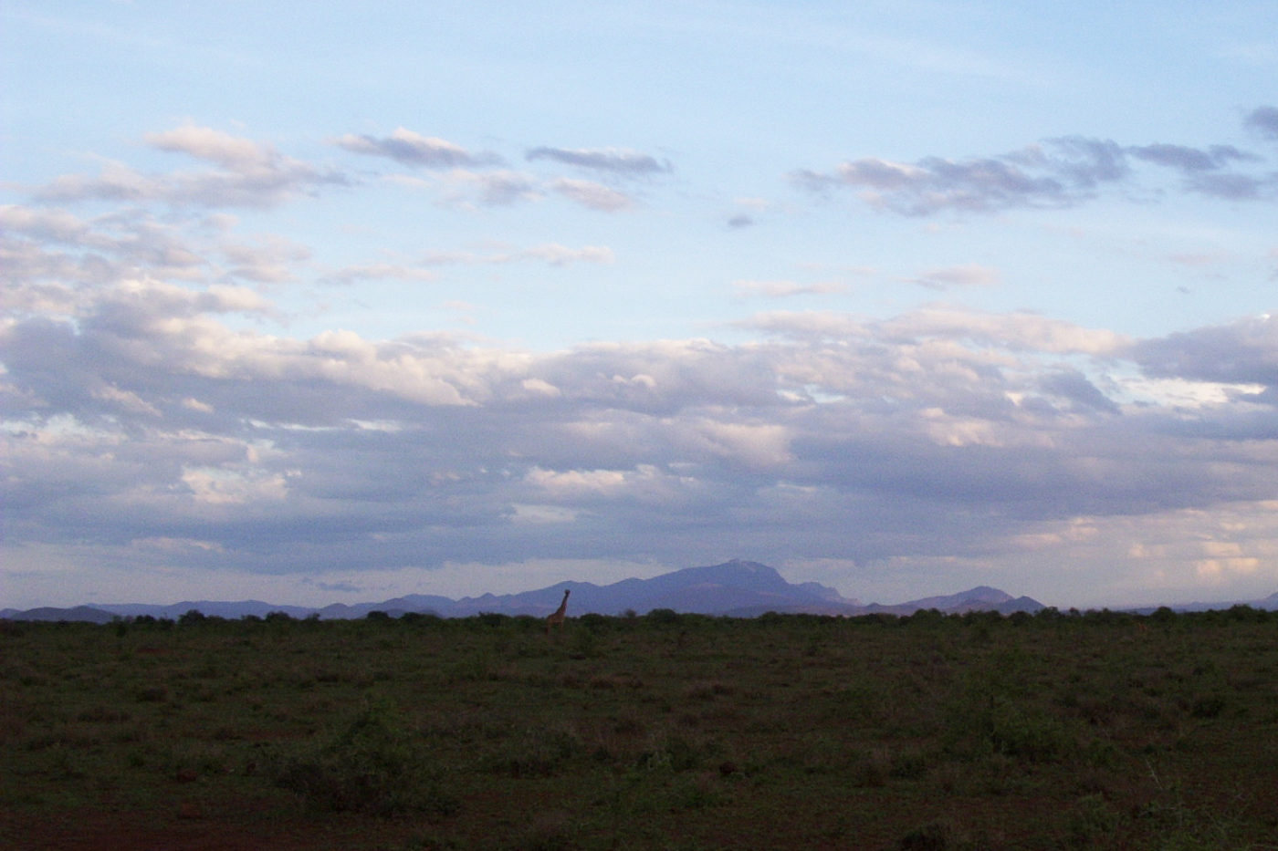 Giraffs in Tsavo National Park Kenya