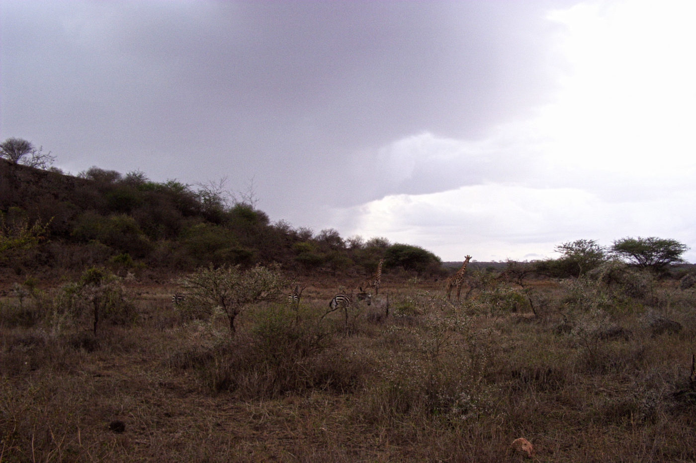 Giraffs in Tsavo National Park Kenya