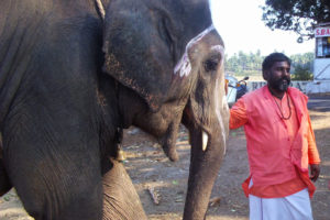 Elefante Goa India