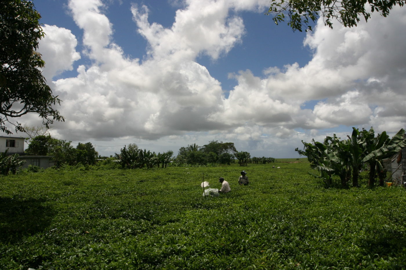 Piantagioni di tè nell'isola di Mauritius