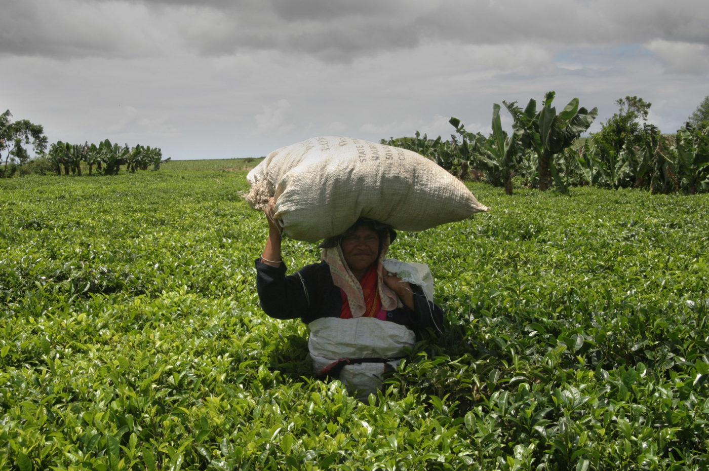 Piantagioni di tè nell'isola di Mauritius