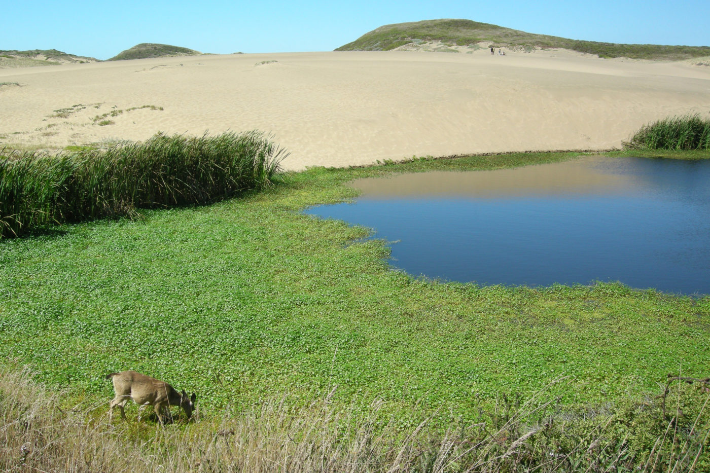 Abbotts Lagoon California