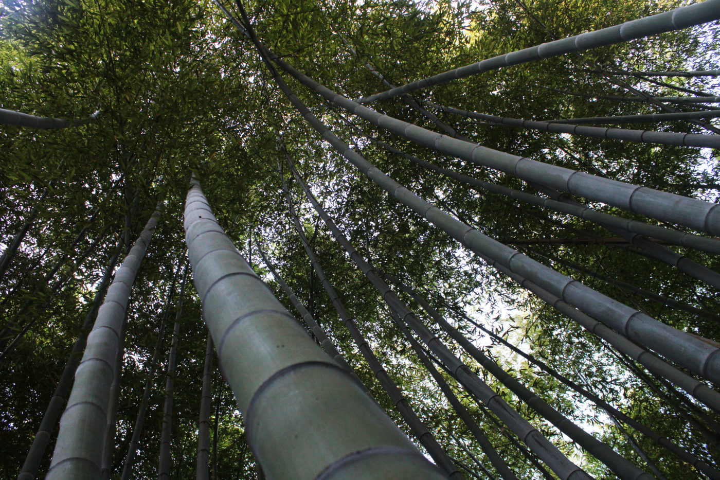 Orto Botanico di Roma