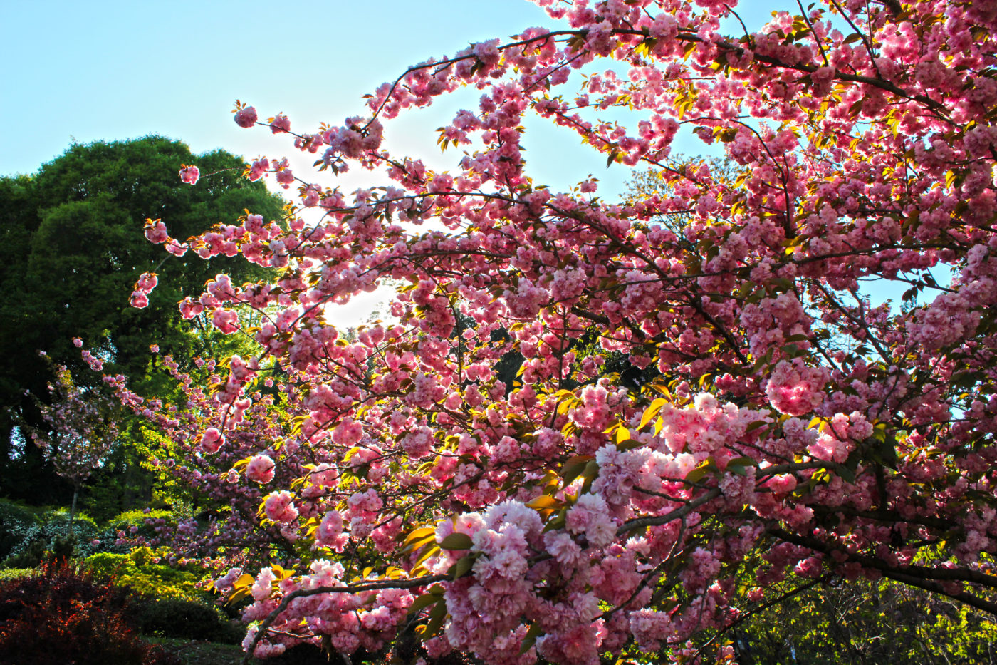 Orto Botanico di Roma Ciliegio Giapponese