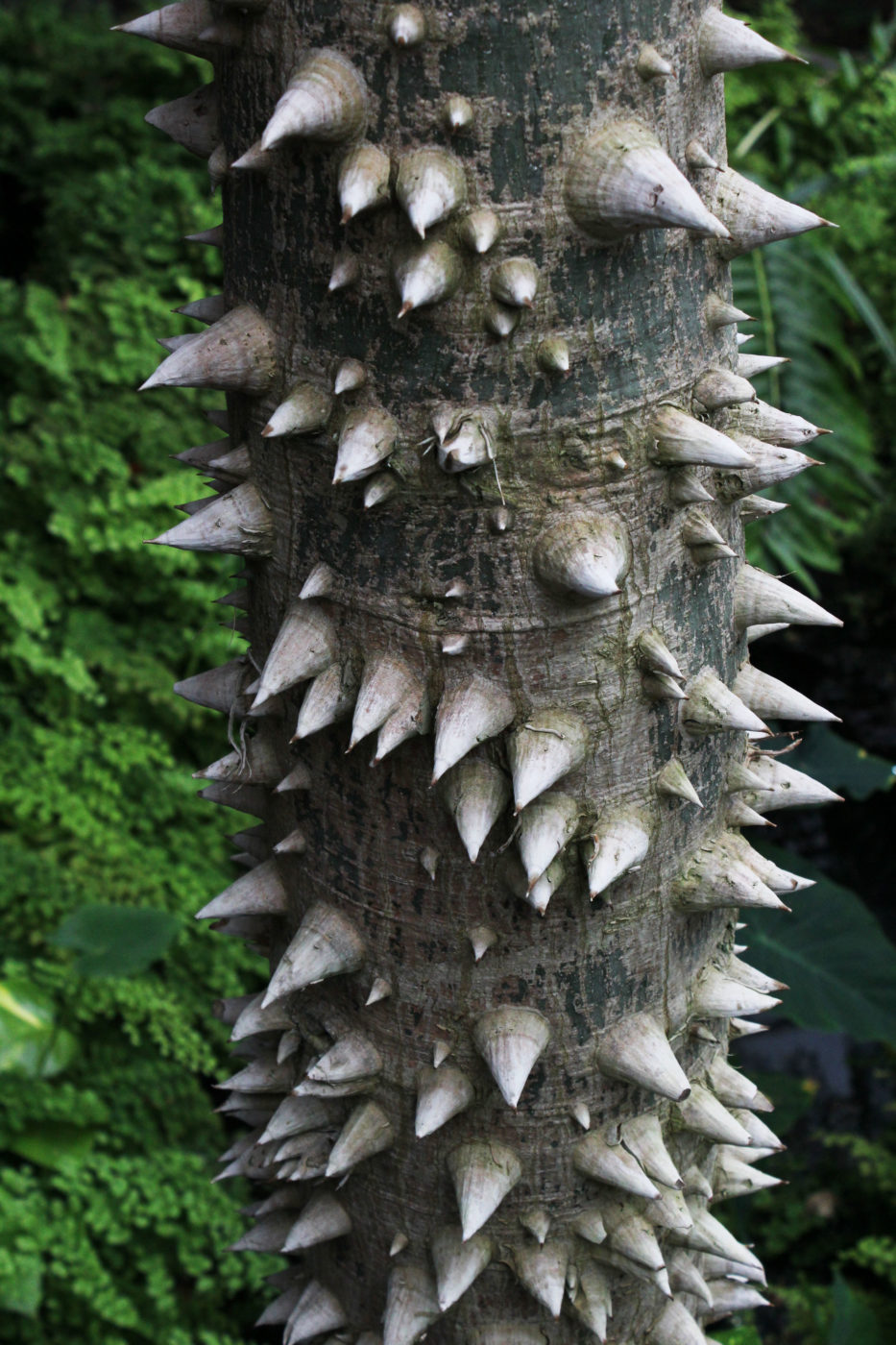 Orto Botanico di Roma