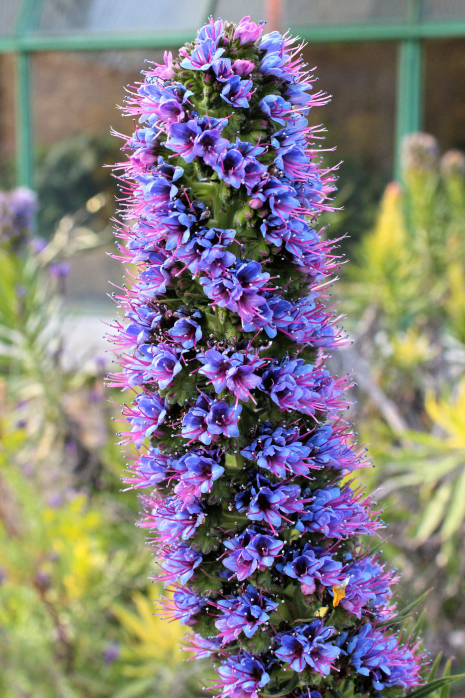 Orto Botanico di Roma