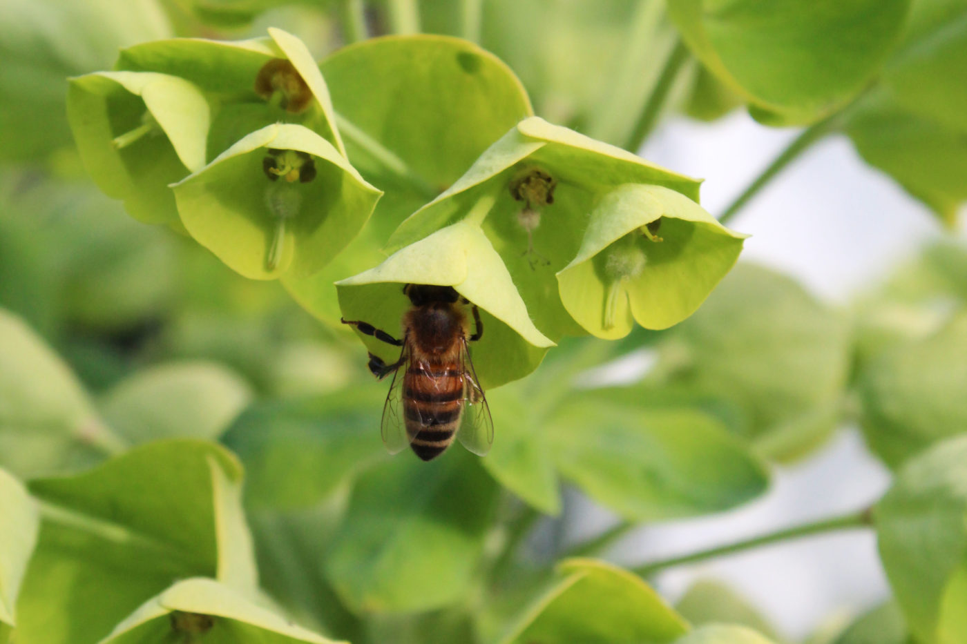 Orto Botanico di Roma