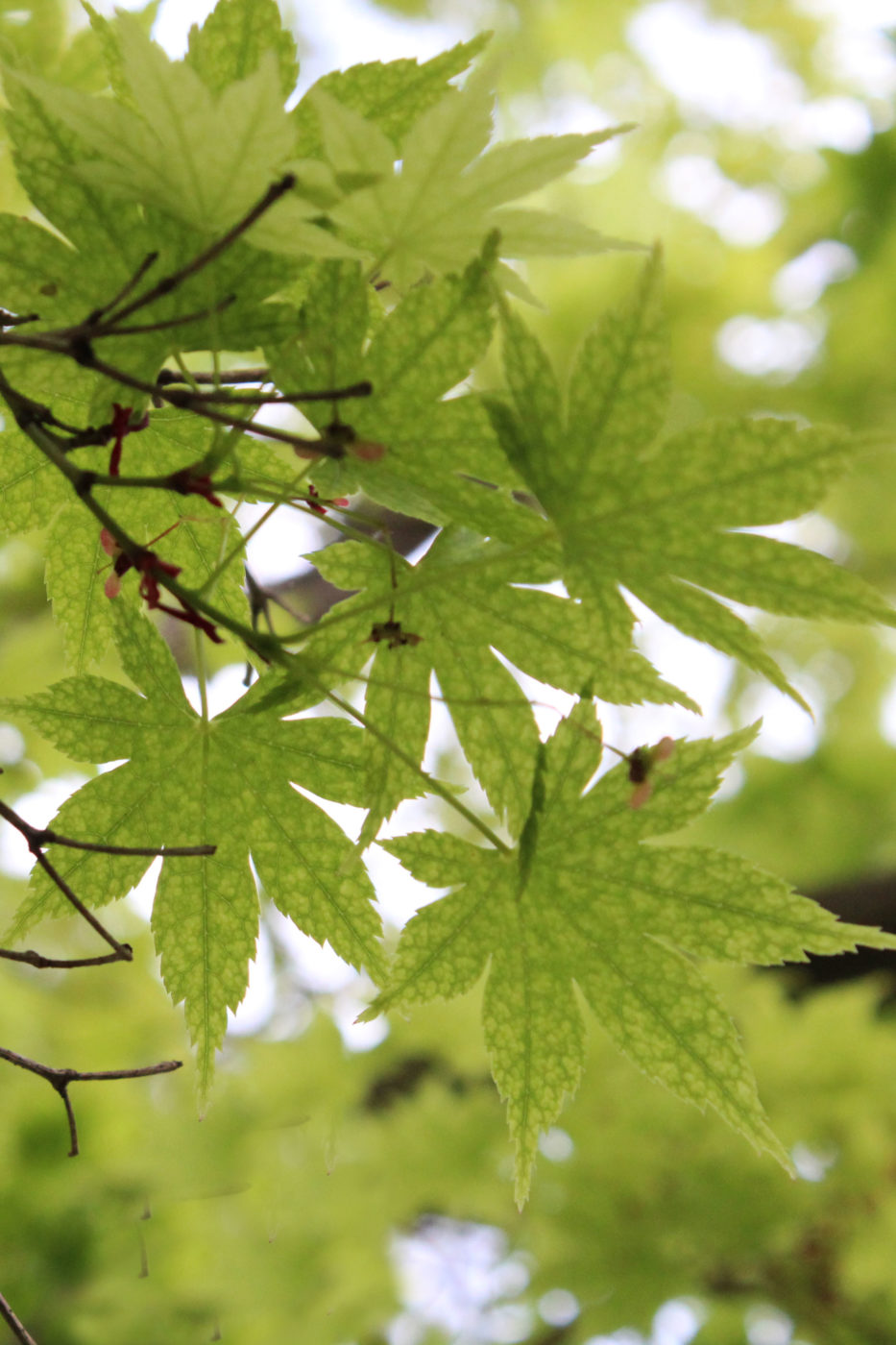 Orto Botanico di Roma