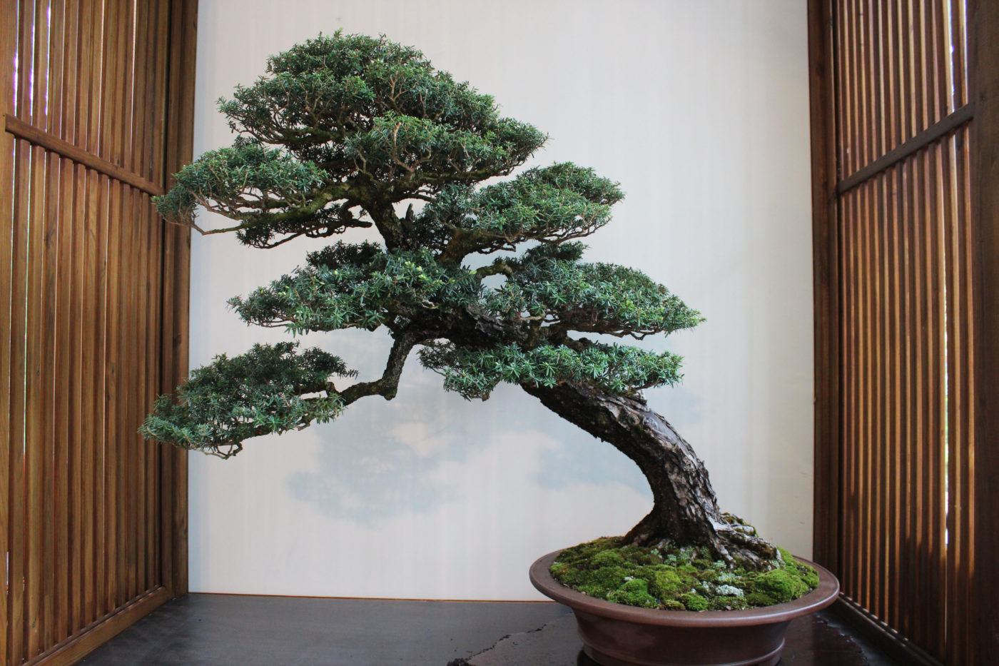 Orto Botanico di Roma Bonsai