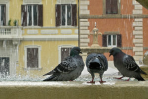 Roma Piccioni nella fontana di piazza farnese