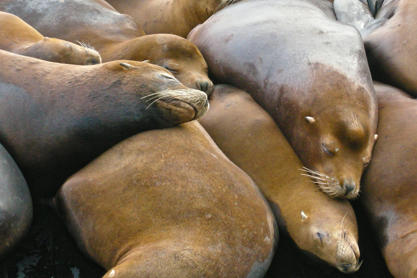 sea lions fisherman's wharf san francisco