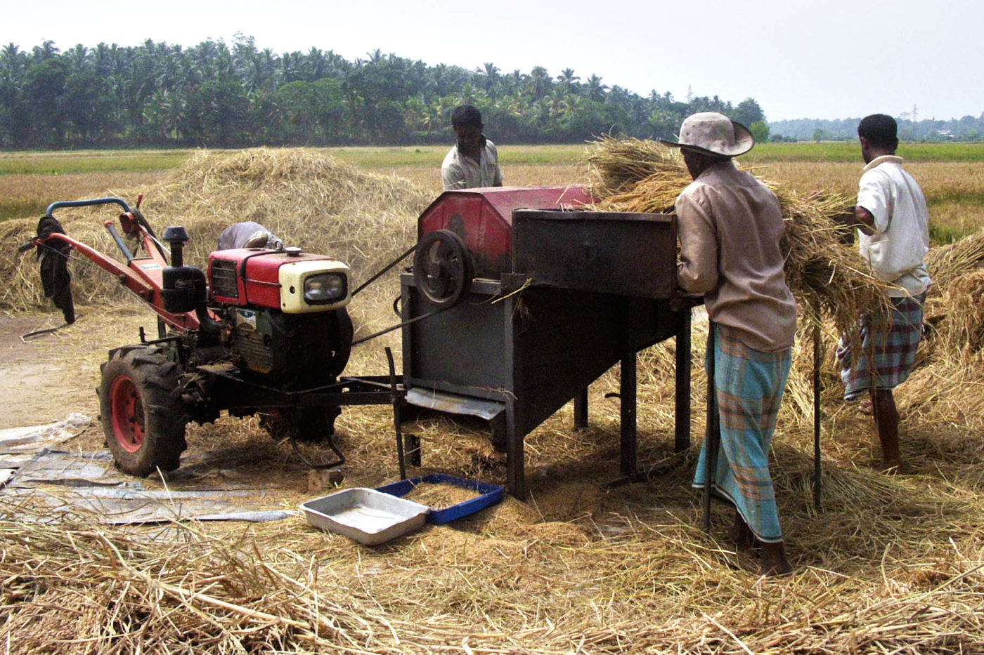 Sri Lanka coltivatori di riso