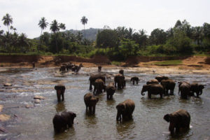 Sri Lanka santuario degli elefanti
