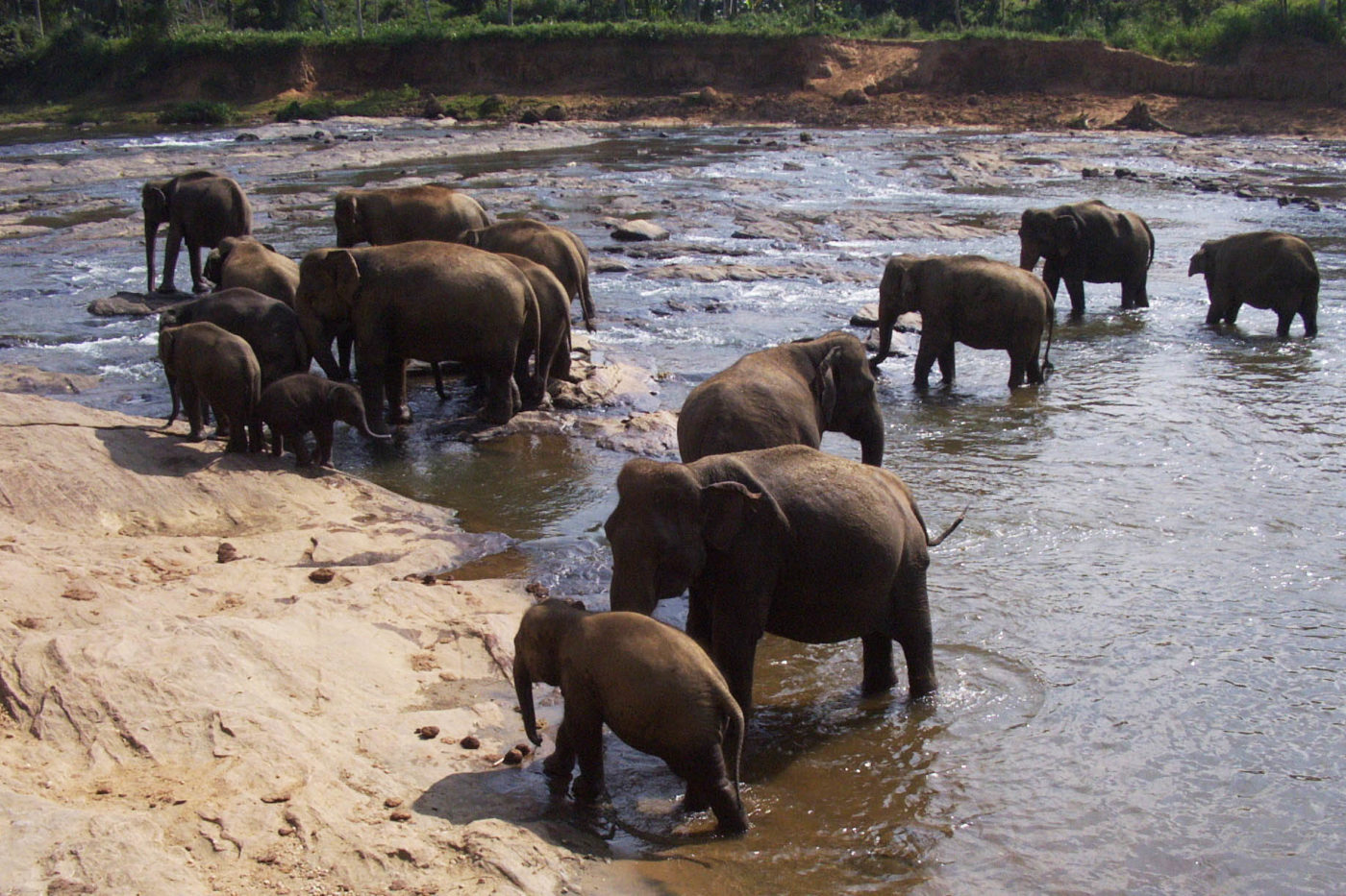 Sri Lanka Pinnawala orfanotrofio degli elefanti