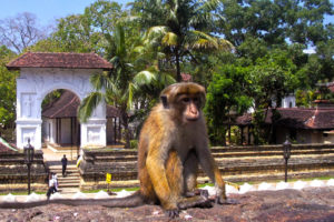 Sri Lanka scimmia al tempio