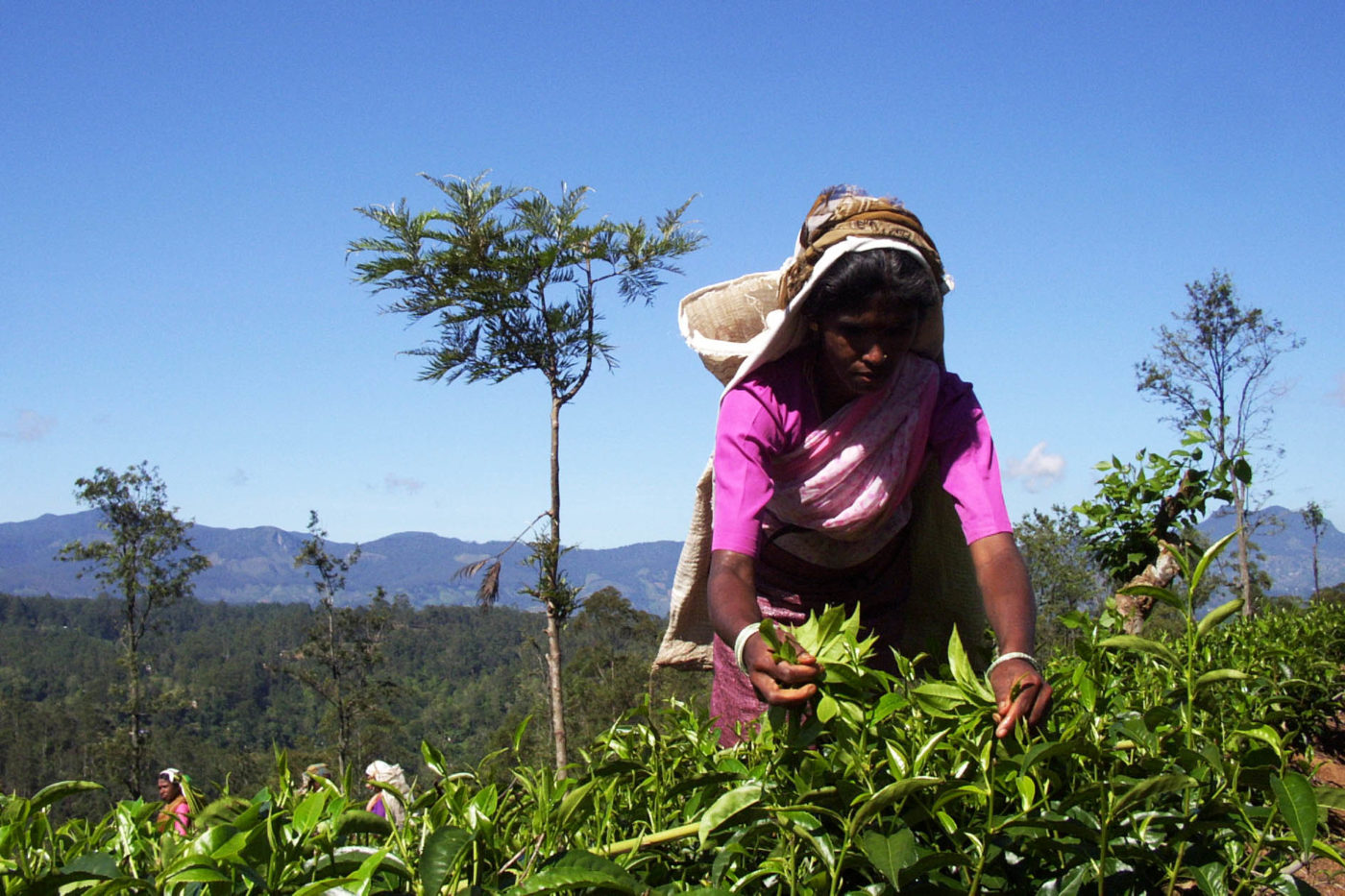 Sri Lanka Nuwara Eliya coltivatori di tè