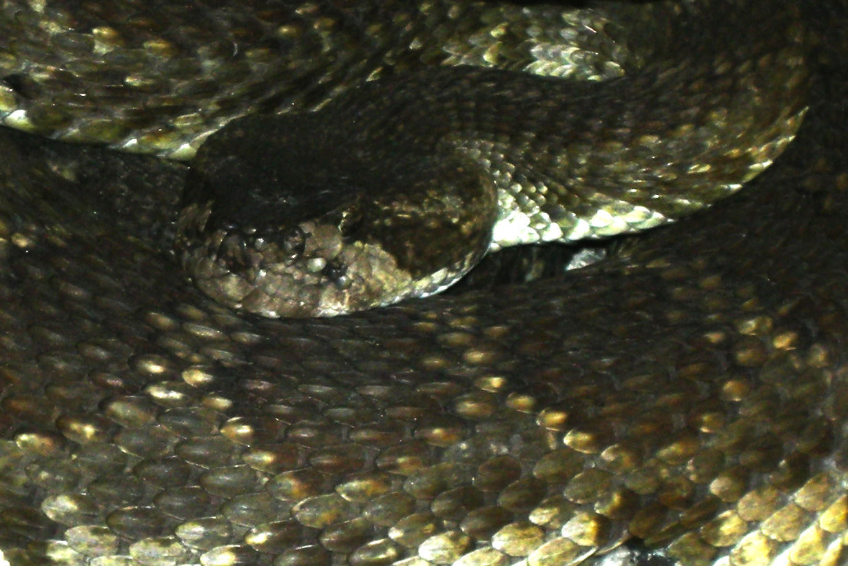 Serpente a sonagli Trekking Yosemite California