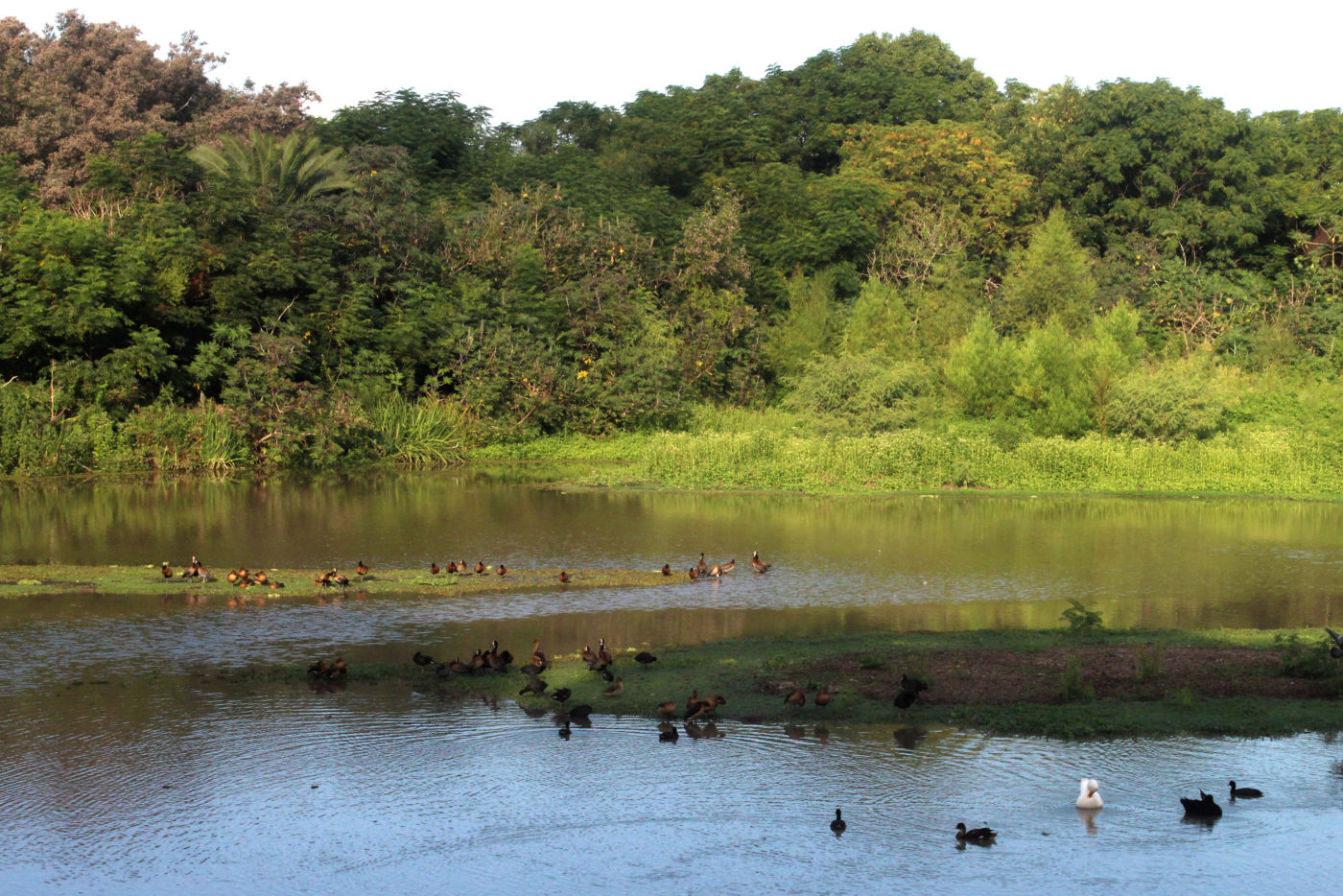 Buenos Aires Argentina Reserva Ecológica Costanera Sur